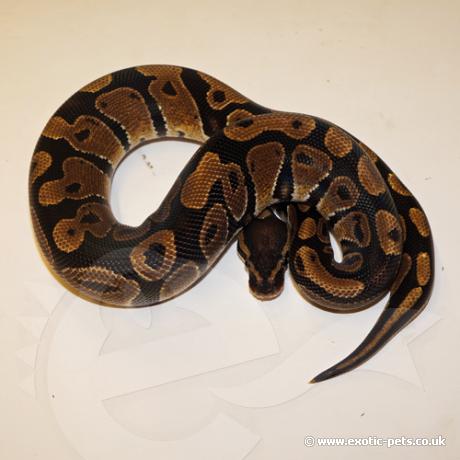 royal python or ball python python regius Images... *