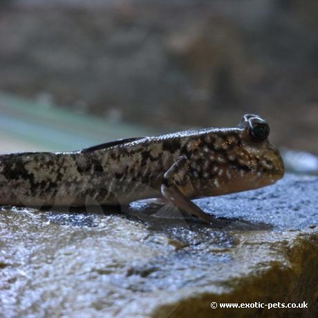Mud Skipper - resting on rock