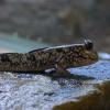 Mud Skipper - resting on rock photo