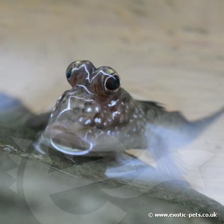 Mud Skipper