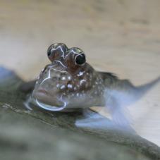 Mud Skipper (Periophthalmus barbarus)