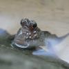 Mud Skipper in water photo