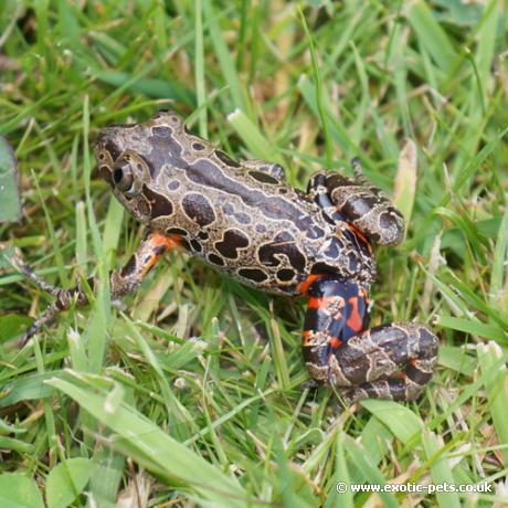 Giant Red Legged Running Frog