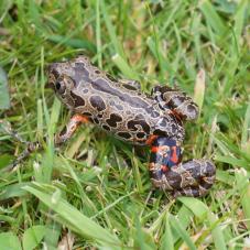 Giant Red Legged Running Frog (Kassina maculata)