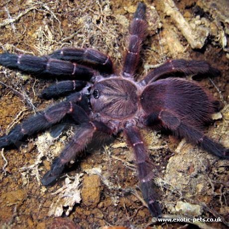 Blue Panay Tarantula