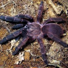 Blue Panay Tarantula (Orphnaecus sp. 