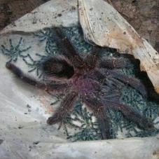 Amazon Sapphire Pink Toe (Ybyrapora diversipes)