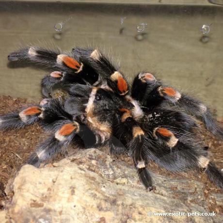 Mexican Flame Knee Tarantula