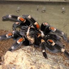 Mexican Flame Knee Tarantula (Brachypelma auratum)