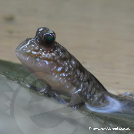 Mud Skipper leaving water