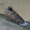 Mud Skipper leaving water photo