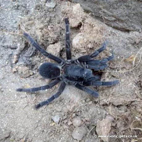 Black Satan Tarantula