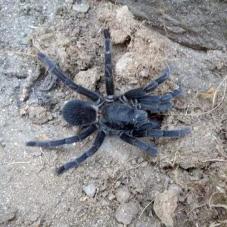 Black Satan Tarantula (Chilobrachys sp.