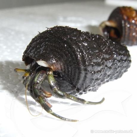 Nigerian Hermit Crab in shell