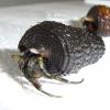 Nigerian Hermit Crab in shell photo