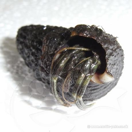 Nigerian Hermit Crab