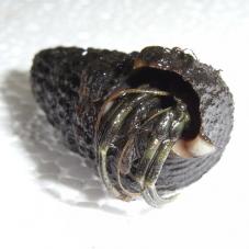 Nigerian Hermit Crab (Unkown species)