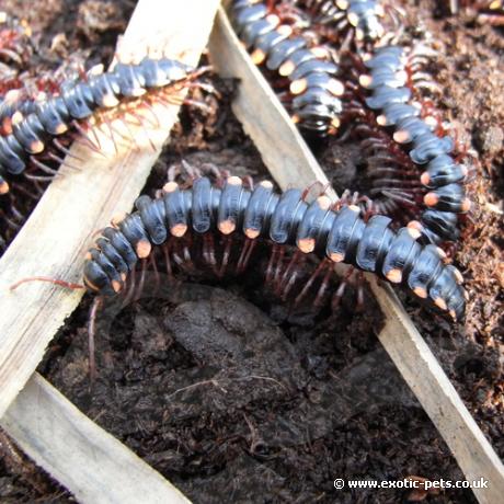 Red Spotted Flat Millipede