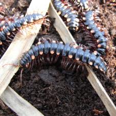 Red Spotted Flat Millipede (Polydesmus species)