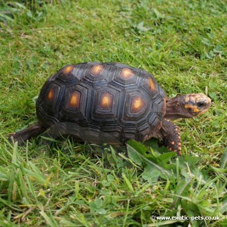 Red Foot Tortoise Geochelone Carbonaria