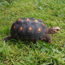 Red Foot Tortoise (Geochelone carbonaria)