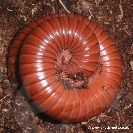 Chocolate Millipede