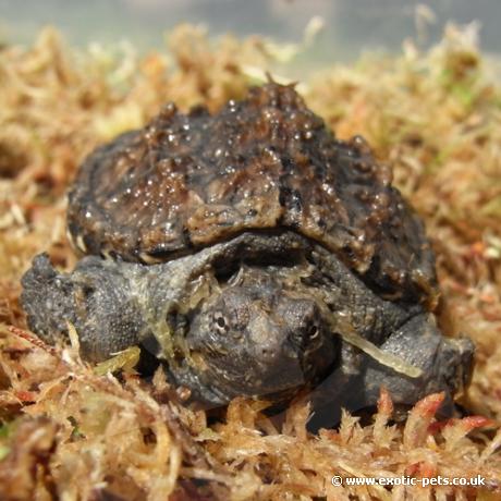 Common Snapping Turtle