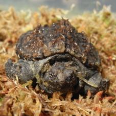 Common Snapping Turtle (Chelydra serpentine)