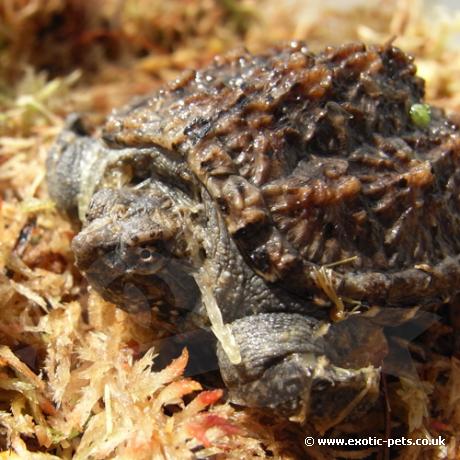 Florida Snapping Turtle side view - Common Snapping Turtle