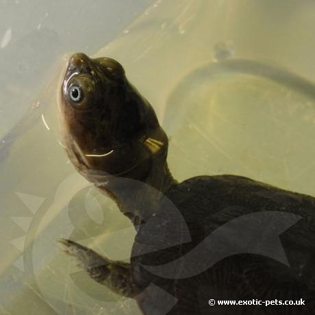 African Helmeted Turtle head