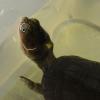 African Helmeted Turtle head photo