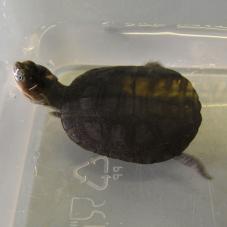 African Helmeted Turtle (Pelomedusa subrufa)