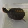 African Helmeted Turtle swimming photo