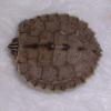 Mississippi Map Turtle photo