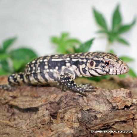 Argentine Black and White Tegu