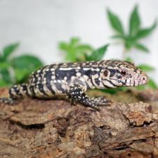 Argentine Black and White Tegu (Tupinambis merianae)