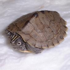 Mississippi Map Turtle (Graptemys pseudogeographica)