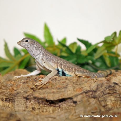 Zebra Tail Lizard