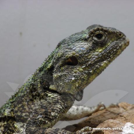 Black Necked Tree Agama