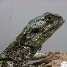 Black Necked Tree Agama (Acanthocercus cyanogaster)