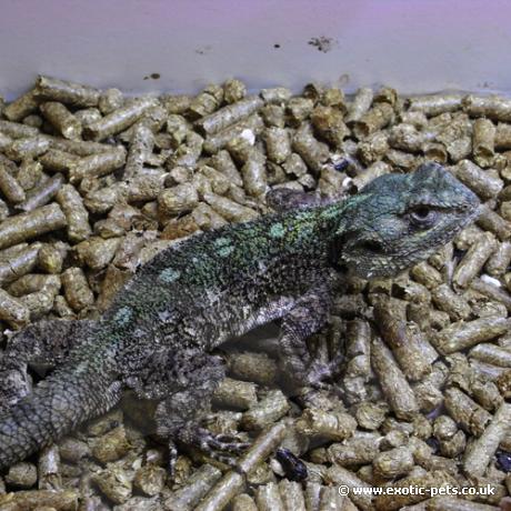 Black Necked Tree Agama - over view
