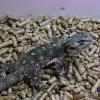 Black Necked Tree Agama - over view photo