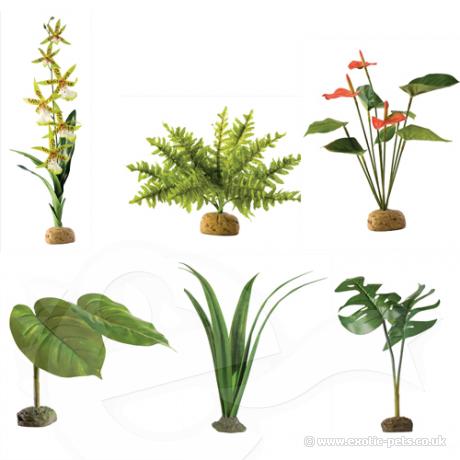 Exo Terra Rainforest Plants