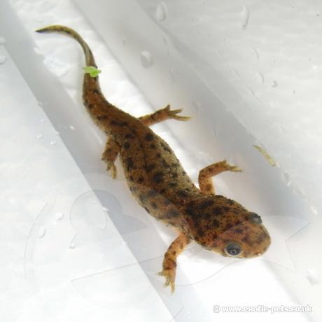 Sharp Ribbed Newt - recently morphed