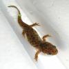 Sharp Ribbed Newt - recently morphed photo