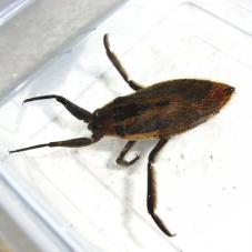 Giant Underwater Bug (Lethocerus africanus)