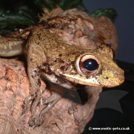 A Cuban Tree Frog spies its next meal