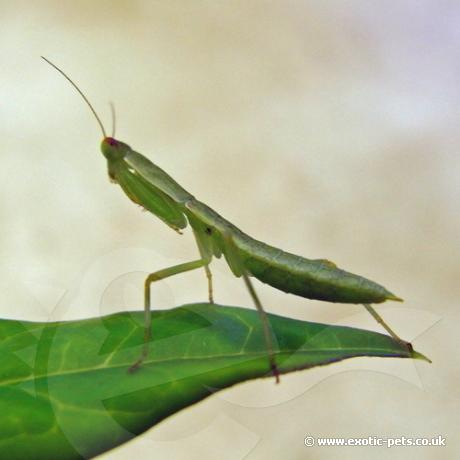 New Zealand Praying Mantis