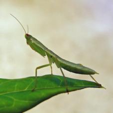 New Zealand Praying Mantis (Orthodera novaezealandiae)