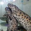 Sharpe Ribbed Newts breeding photo
